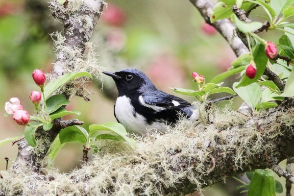 RI AUDUBON: BIRDING WITH THE BEST!