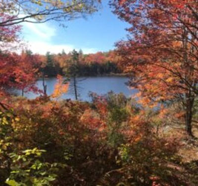 “SUSTAIN” ATTLEBORO:  “THE POCKET FOREST”