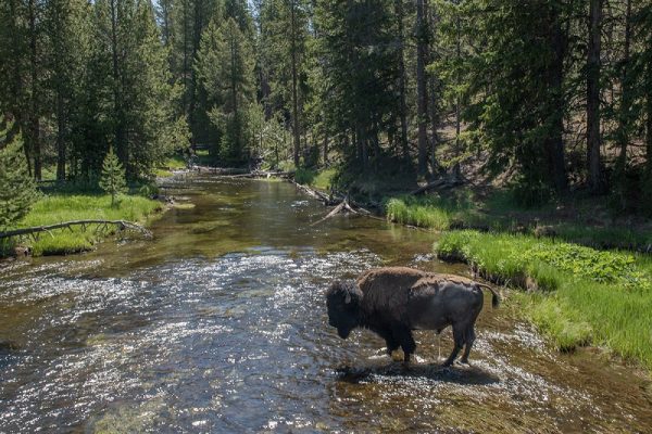 EARTHTALK: BISON PRESERVES