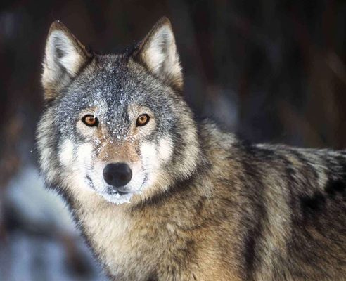 PEABODY-ESSEX MUSEUM SALEM, MA