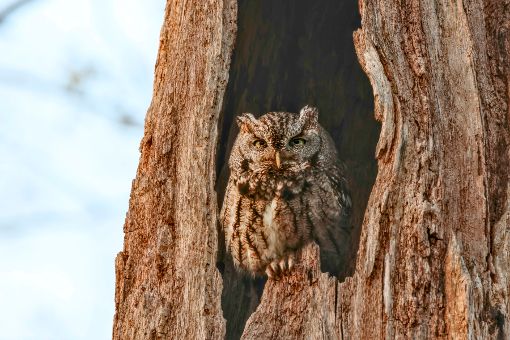 AUDUBON RHODE ISLAND