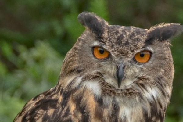 AUDUBON RI RAPTORS’ WEEKEND