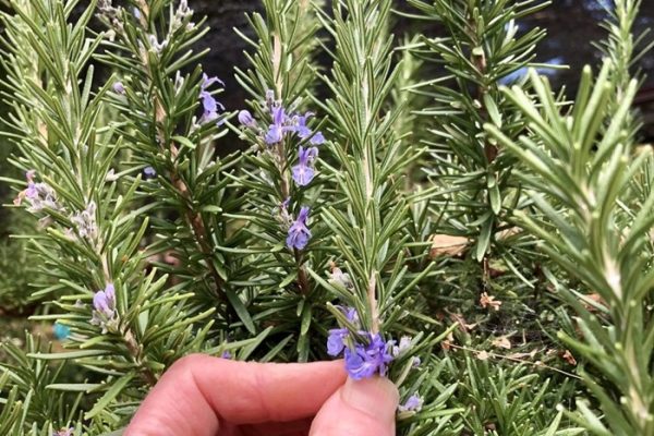 SKYDOG FARM AND SANCTUARY