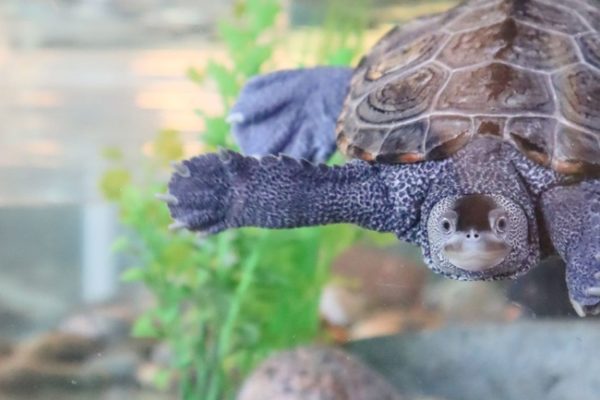 MAY AUDUBON RHODE ISLAND