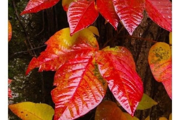 TEN MILE RIVER WATERSHED