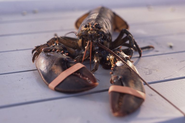 EARTHTALK MAINE LOBSTER INDUSTRY