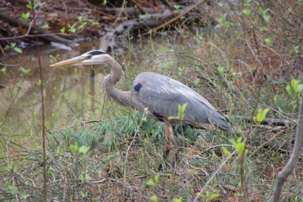 ATTLEBORO LAND TRUST – CHARRON FARM