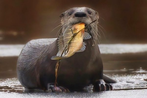 RI AUDUBON – MARCH HIGHLIGHTS