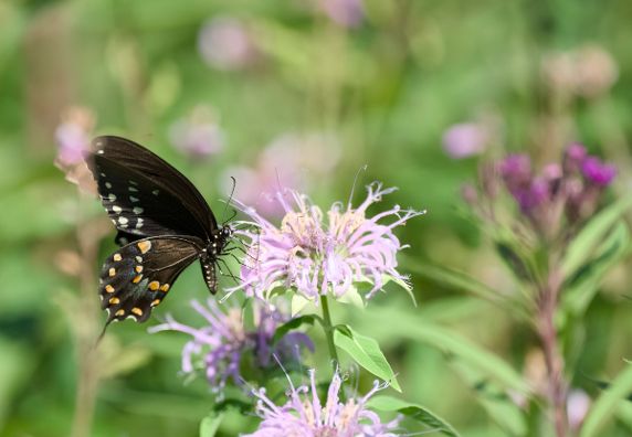 AUDUBON OF RHODE ISLAND – JULY HIGHLIGHTS