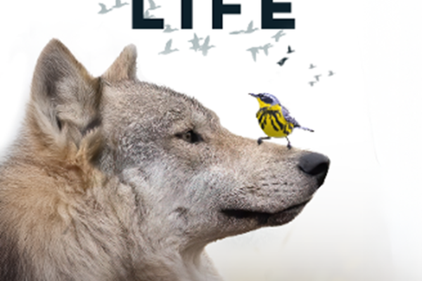 RI AUDUBON’S SCREENING OF “FLYWAY OF LIFE”