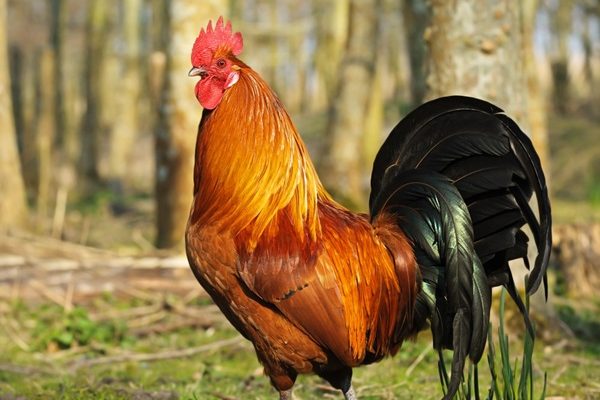 OPPOSITION TO EATS ACT