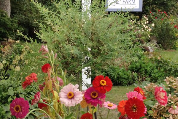 SOUNDS OF HARMONY – GONG