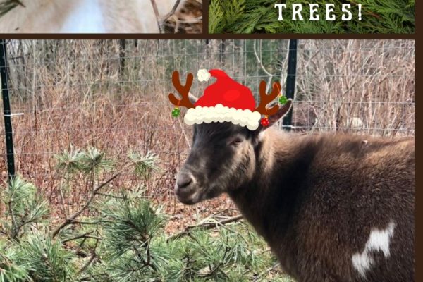 SKYDOG FARM AND SANCTUARY