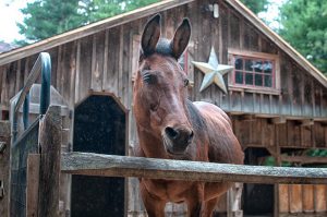 WINSLOW FARM SANCTUARY